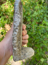 Load image into Gallery viewer, Fossil Ammonite & Orthocerus