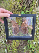 Load image into Gallery viewer, Blue Morpho Framed Butterfly
