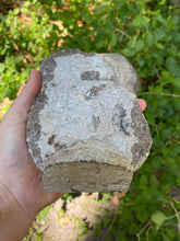 Load image into Gallery viewer, Fossil Ammonite &amp; Orthocerus
