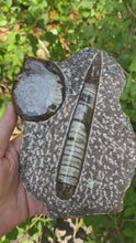 Load and play video in Gallery viewer, Fossil Ammonite &amp; Orthocerus
